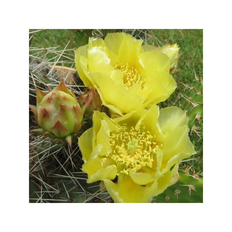 Opuntia macrorhyza Susanne