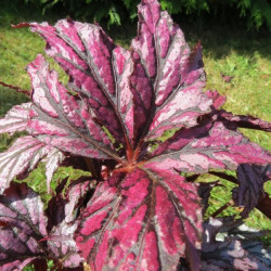 Begonia benitochiba