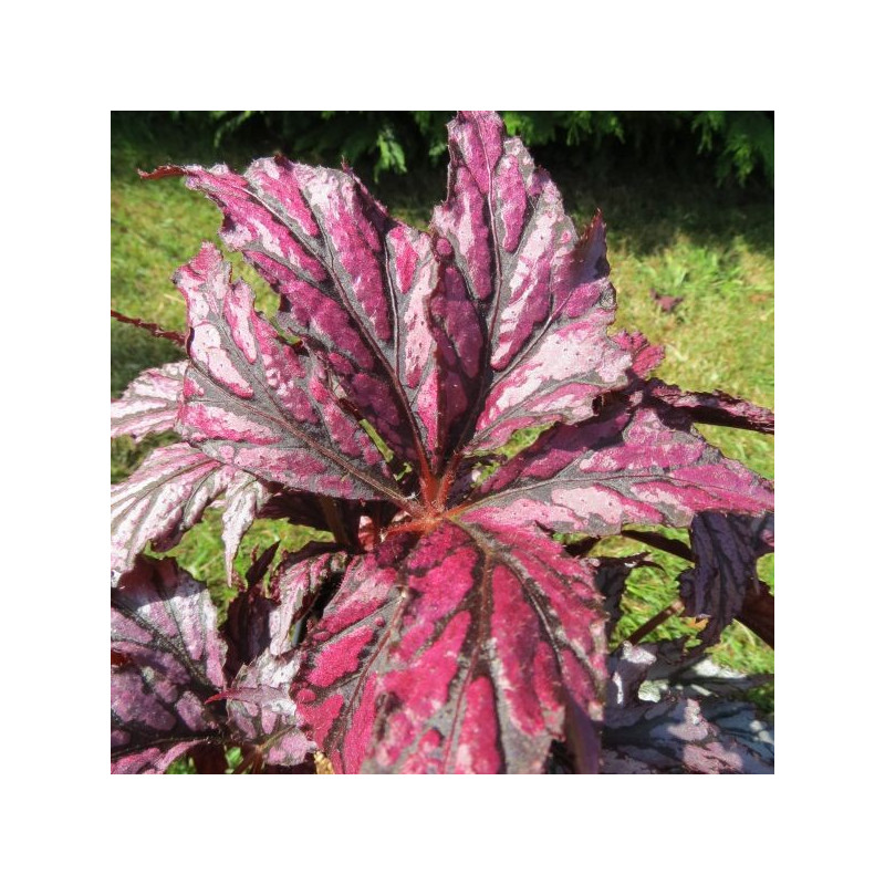 Begonia benitochiba