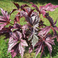 Begonia benitoshiba