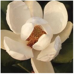 Magnolia grandiflora 'Exmouth'