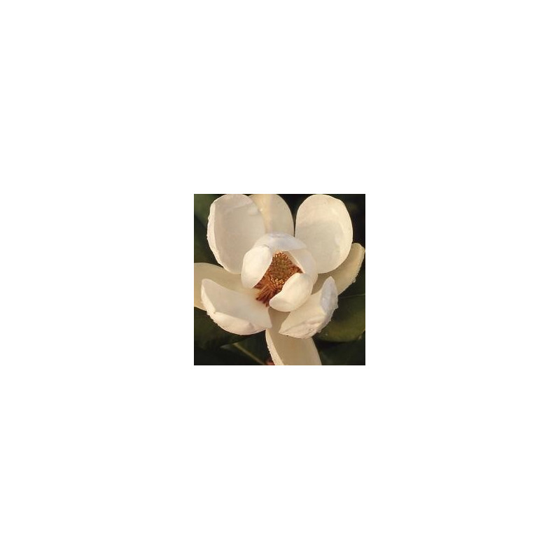 Magnolia grandiflora 'Exmouth'