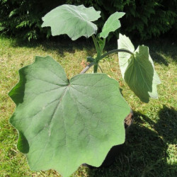 Senecio petasites