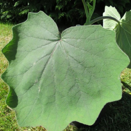 Senecio petasites