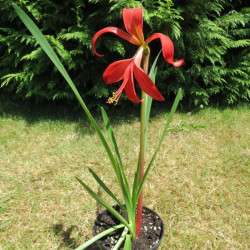 Sprekelia formosissima