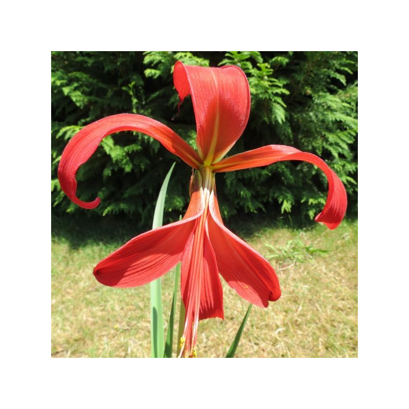 Sprekelia formosissima