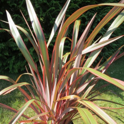 Phormium joker®