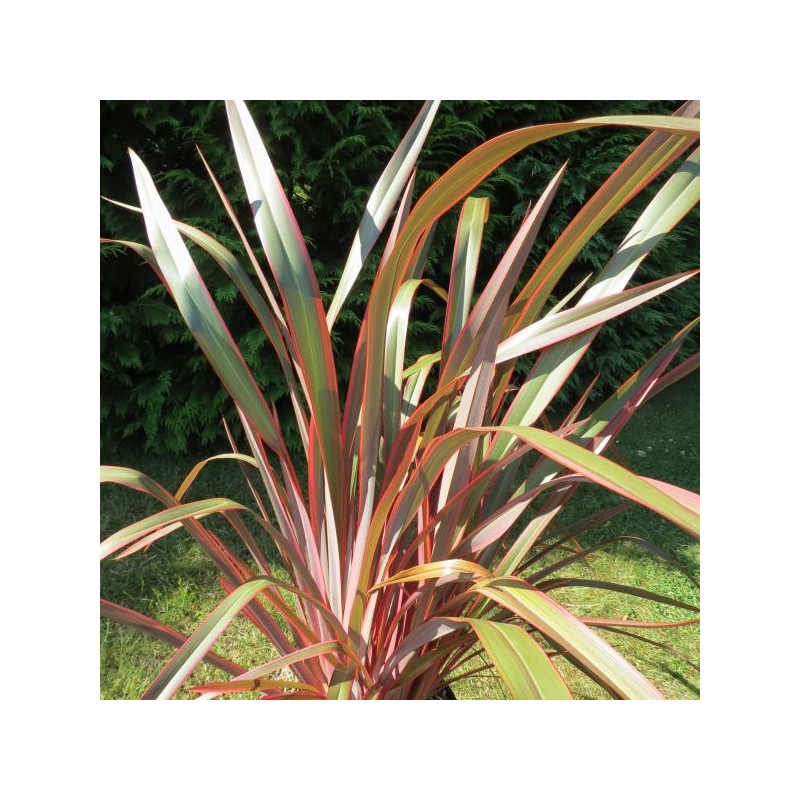 Phormium joker®