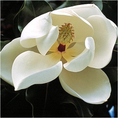 Magnolia grandiflora 'François Treyve'