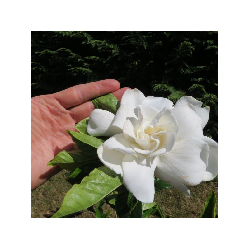 Gardenia summer snow®