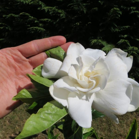 Gardenia summer snow®