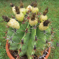 Ferocactus horridus