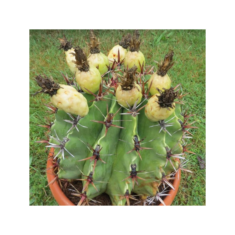 Ferocactus horridus