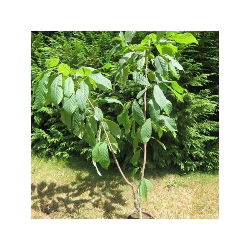 Asimina triloba sweet virginia