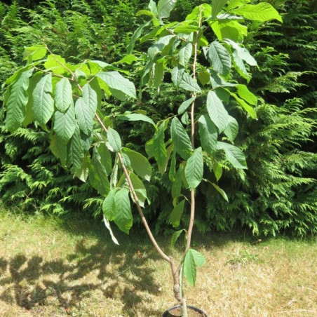 Asimina triloba sweet virginia