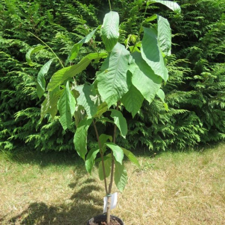 Asimina triloba sweet virginia