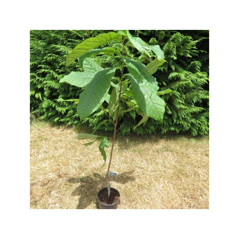 Asimina triloba overleese