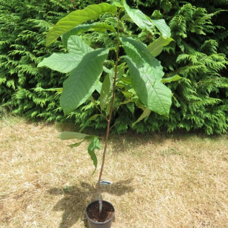 Asimina triloba overleese