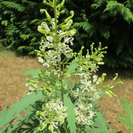 Lomatia fraxinifolia