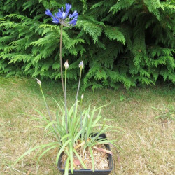 Agapanthus brilliant blue