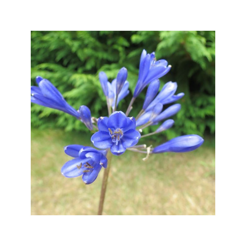 Agapanthus brilliant blue