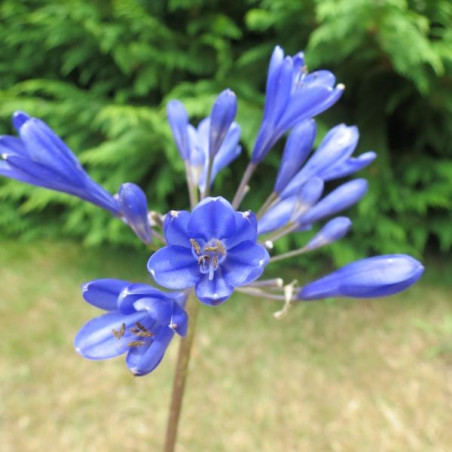 Agapanthus brilliant blue