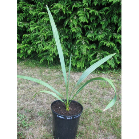 Sabal minor 'McCurtain'