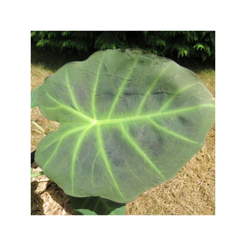 Colocasia imperial gigante