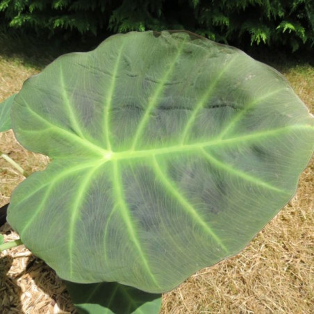 Colocasia imperial gigante