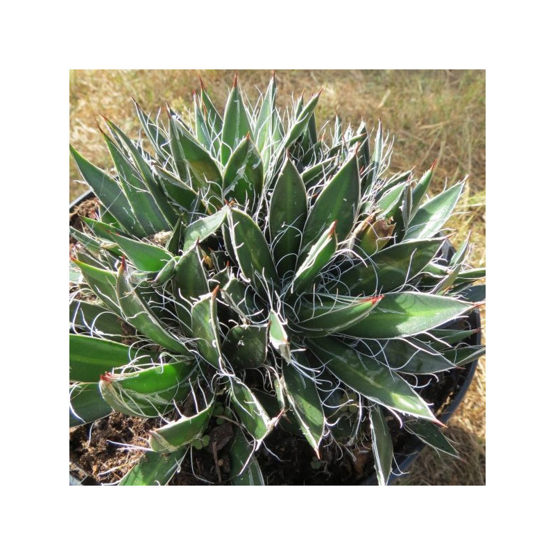 Agave black widow