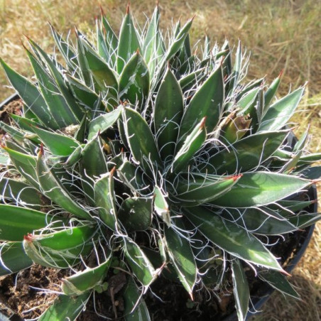 Agave black widow