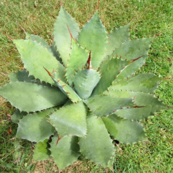 Agave potatorum verschaffeltii