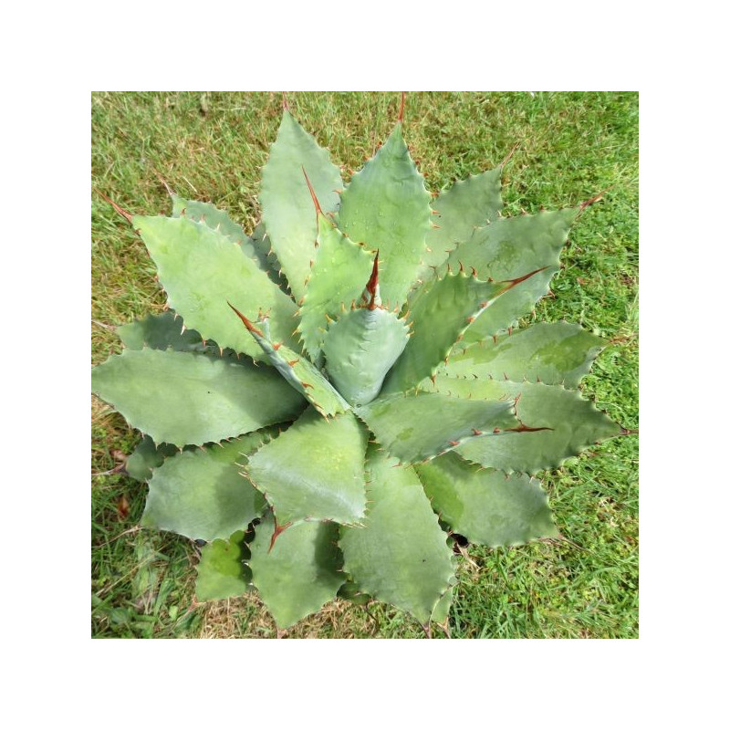 Agave potatorum verschaffeltii