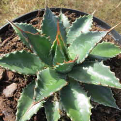 Agave neomexicana Elodie