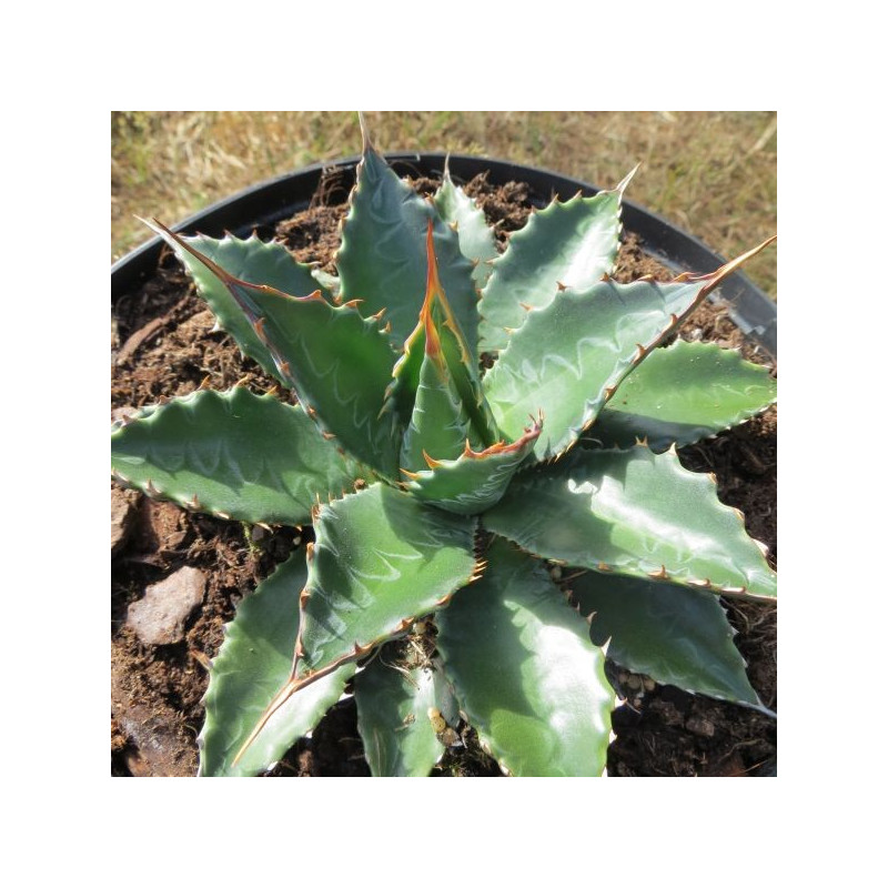 Agave neomexicana Elodie