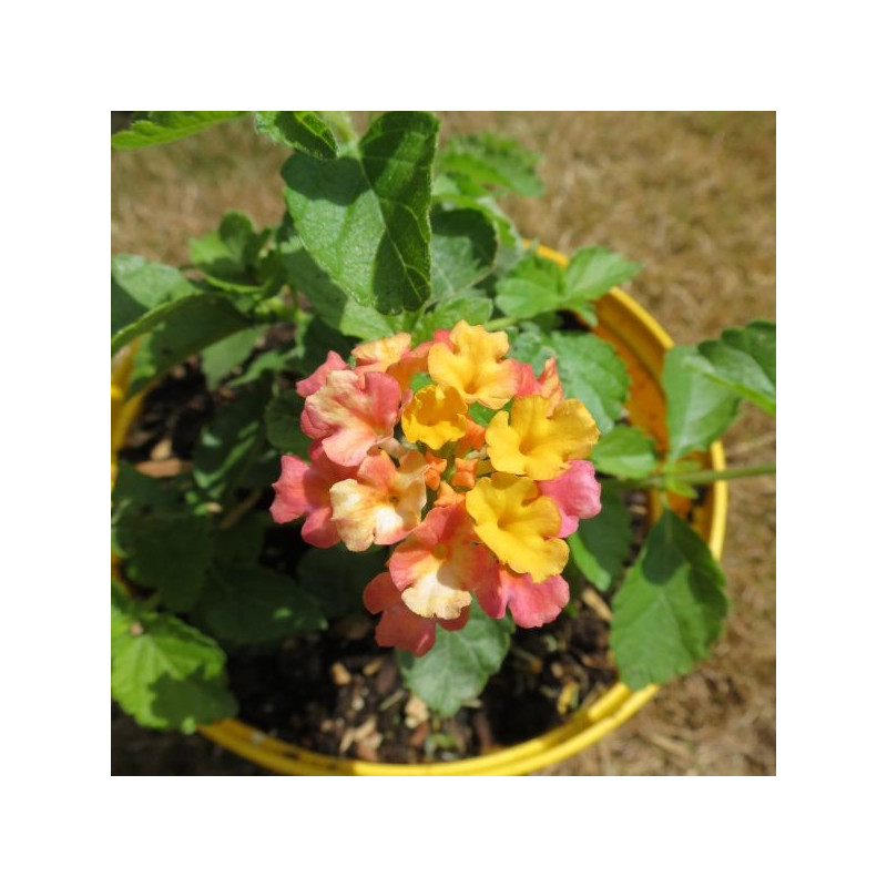 Lantana miss Huff