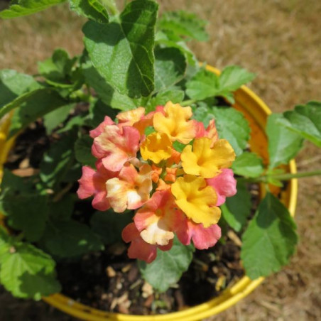 Lantana miss Huff