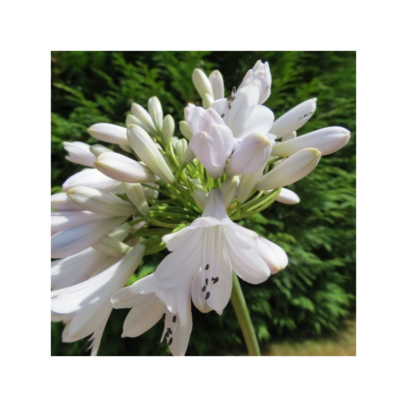 Agapanthus Windsor grey