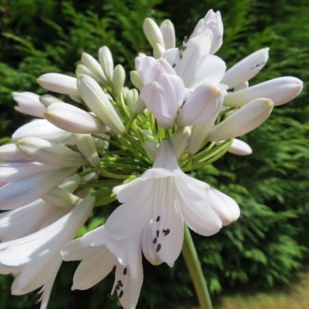 Agapanthus Windsor grey