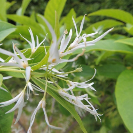 Chionanthus virginicus