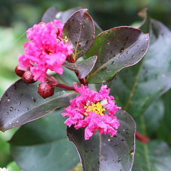 Lagerstroemia pink velour