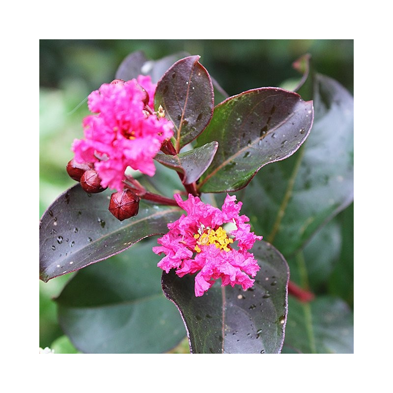 Lagerstroemia pink velour