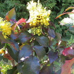 Mahonia aquifolium smaragd