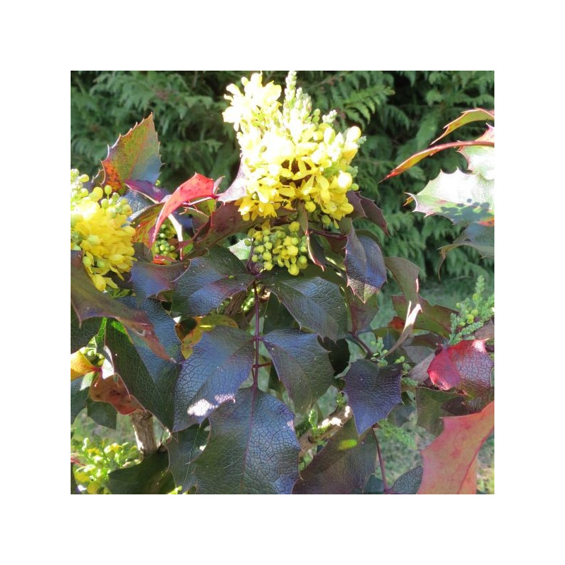 Mahonia aquifolium smaragd