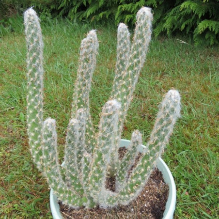 Opuntia vestita