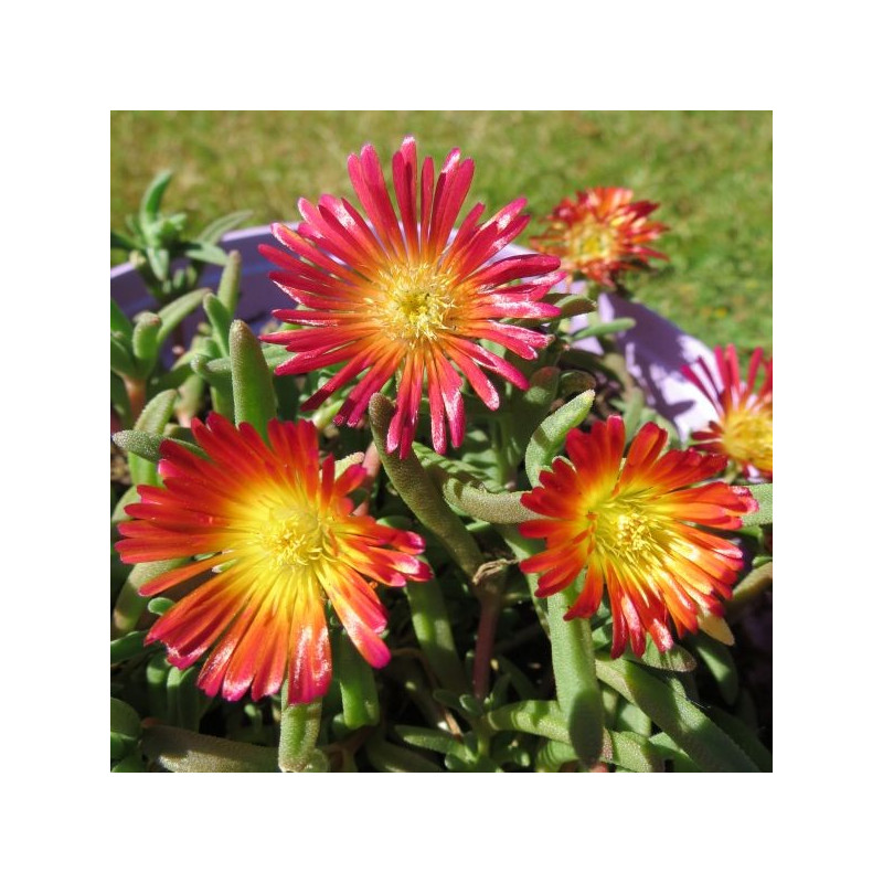 Delosperma fire wonder®