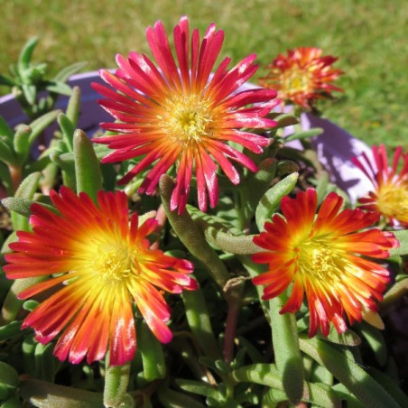 Delosperma fire wonder®