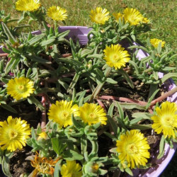 Delosperma fire wonder®