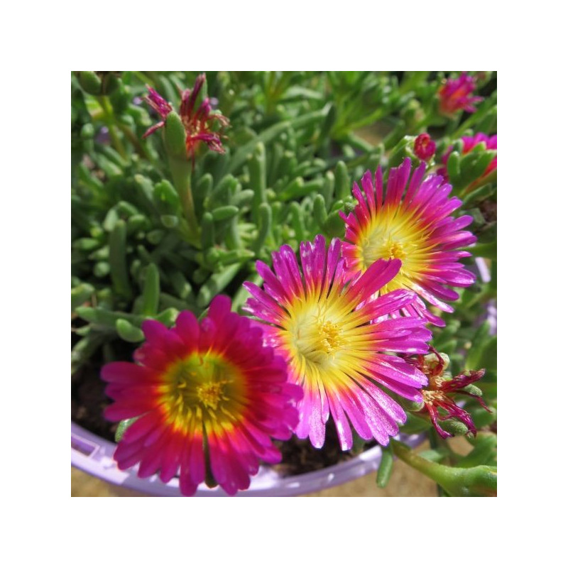 Delosperma fire wonder®