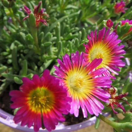 Delosperma hot pink wonder®